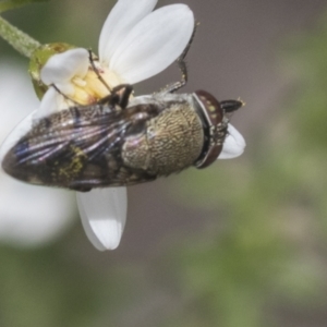 Stomorhina discolor at Bruce, ACT - 27 Sep 2021 12:09 PM