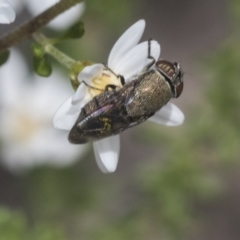 Stomorhina discolor at Bruce, ACT - 27 Sep 2021