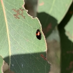 Monolepta minima (Leaf beetle) at Murrumbateman, NSW - 28 Sep 2021 by SimoneC