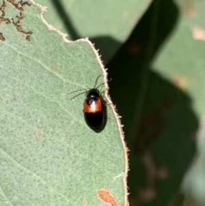 Monolepta minima at Murrumbateman, NSW - 28 Sep 2021