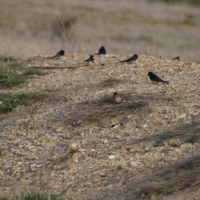 Hirundo neoxena (Welcome Swallow) at Gungahlin, ACT - 14 Sep 2021 by ClubFED