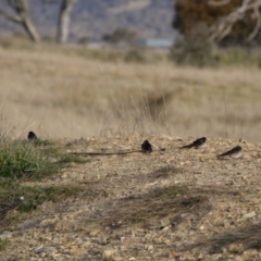 Hirundo neoxena at Gungahlin, ACT - 14 Sep 2021