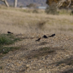 Hirundo neoxena at Gungahlin, ACT - 14 Sep 2021