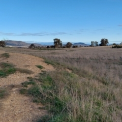 Hirundo neoxena at Gungahlin, ACT - 14 Sep 2021