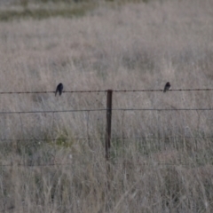 Hirundo neoxena at Gungahlin, ACT - 14 Sep 2021 04:49 PM