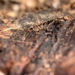 Dolichoderinae (subfamily) at Murrumbateman, NSW - 28 Sep 2021 by SimoneC