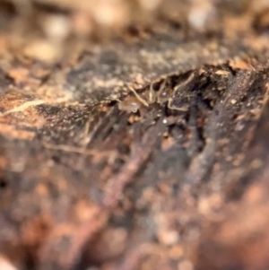 Dolichoderinae (subfamily) at Murrumbateman, NSW - 28 Sep 2021