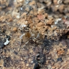 Dolichoderinae (subfamily) at Murrumbateman, NSW - 28 Sep 2021