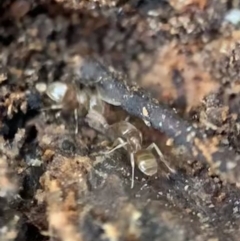 Dolichoderinae (subfamily) at Murrumbateman, NSW - 28 Sep 2021