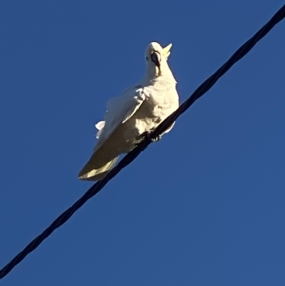 Cacatua galerita (Sulphur-crested Cockatoo) at Kambah, ACT - 26 Sep 2021 by Ikkm