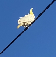 Cacatua galerita at Kambah, ACT - 26 Sep 2021