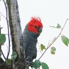 Callocephalon fimbriatum (Gang-gang Cockatoo) at Mawson, ACT - 28 Sep 2021 by regeraghty