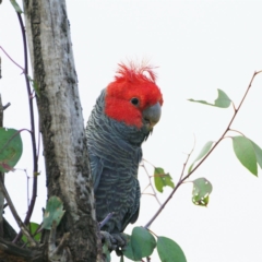 Callocephalon fimbriatum (Gang-gang Cockatoo) at Mawson, ACT - 27 Sep 2021 by regeraghty