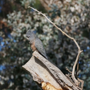 Callocephalon fimbriatum at Mawson, ACT - 28 Sep 2021