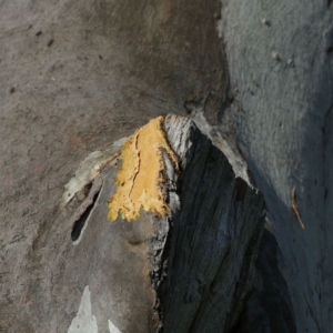 Callocephalon fimbriatum at Mawson, ACT - suppressed