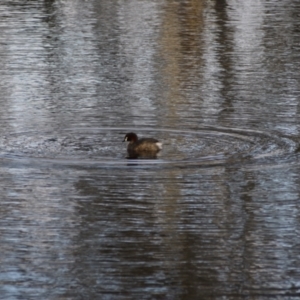 Tachybaptus novaehollandiae at Gungahlin, ACT - 14 Sep 2021 04:50 PM