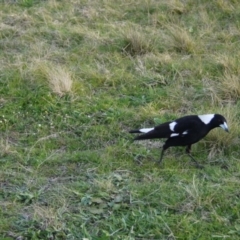 Gymnorhina tibicen (Australian Magpie) at Mulanggari Grasslands - 14 Sep 2021 by ClubFED