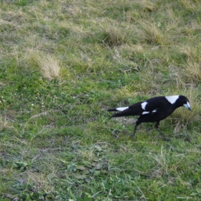 Gymnorhina tibicen (Australian Magpie) at Mulanggari Grasslands - 14 Sep 2021 by ClubFED