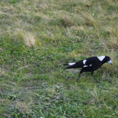 Gymnorhina tibicen (Australian Magpie) at Gungahlin, ACT - 14 Sep 2021 by ClubFED