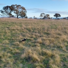 Gymnorhina tibicen at Gungahlin, ACT - 14 Sep 2021