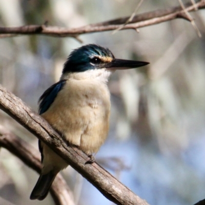 Todiramphus sanctus (Sacred Kingfisher) at Wonga Wetlands - 28 Sep 2021 by PaulF