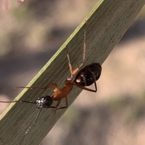 Camponotus sp. (genus) at Murrumbateman, NSW - 28 Sep 2021