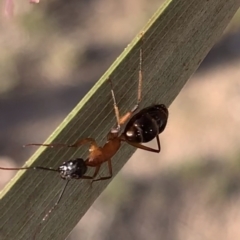 Camponotus sp. (genus) (A sugar ant) at Murrumbateman, NSW - 28 Sep 2021 by SimoneC