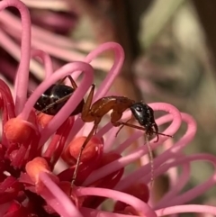 Camponotus sp. (genus) at Murrumbateman, NSW - 28 Sep 2021