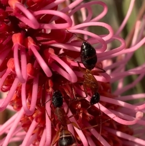 Camponotus sp. (genus) at Murrumbateman, NSW - 28 Sep 2021