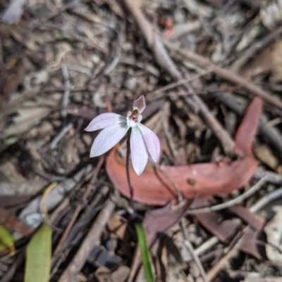 Caladenia carnea (Pink Fingers) at Chiltern, VIC - 25 Sep 2021 by Darcy