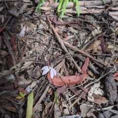 Caladenia carnea at Chiltern, VIC - 25 Sep 2021