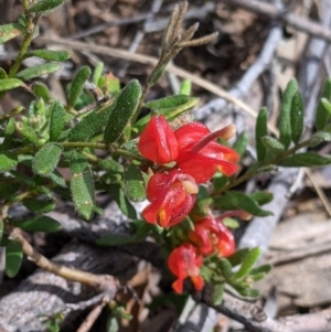 Grevillea alpina at Chiltern, VIC - 25 Sep 2021 11:21 AM