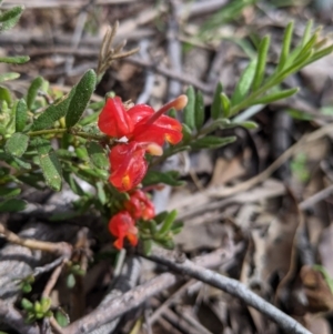 Grevillea alpina at Chiltern, VIC - 25 Sep 2021 11:21 AM