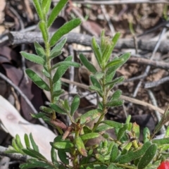 Grevillea alpina at Chiltern, VIC - 25 Sep 2021 11:21 AM