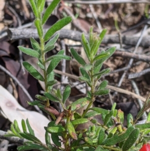 Grevillea alpina at Chiltern, VIC - 25 Sep 2021 11:21 AM