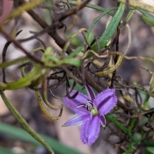 Thysanotus patersonii at Chiltern, VIC - 25 Sep 2021