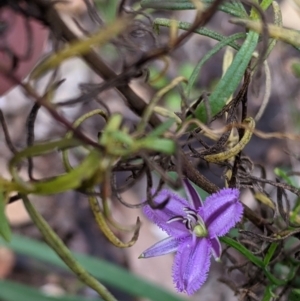 Thysanotus patersonii at Chiltern, VIC - 25 Sep 2021