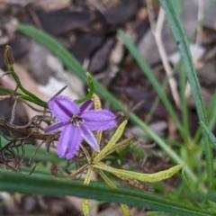 Thysanotus patersonii at Chiltern, VIC - 25 Sep 2021