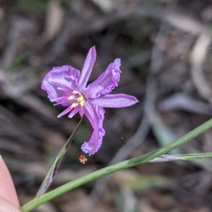 Arthropodium strictum at Chiltern, VIC - 25 Sep 2021