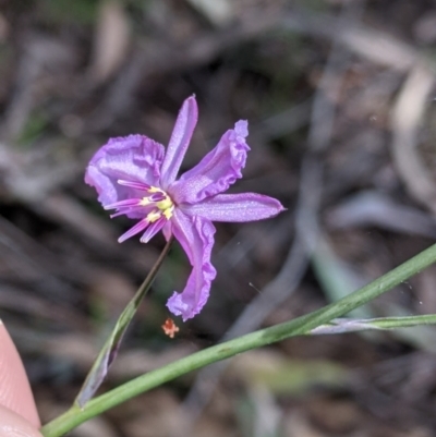 Arthropodium strictum (Chocolate Lily) at Chiltern-Mt Pilot National Park - 25 Sep 2021 by Darcy