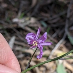 Arthropodium strictum at Chiltern, VIC - 25 Sep 2021