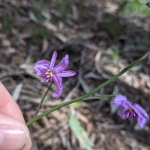Arthropodium strictum at Chiltern, VIC - 25 Sep 2021 11:26 AM