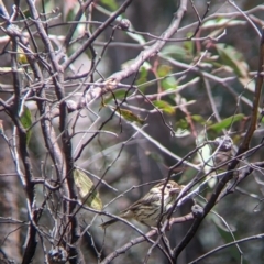 Pyrrholaemus sagittatus (Speckled Warbler) at Chiltern-Mt Pilot National Park - 25 Sep 2021 by Darcy