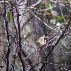 Pyrrholaemus sagittatus at Chiltern, VIC - 25 Sep 2021