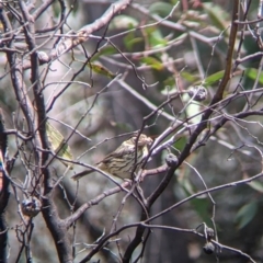 Pyrrholaemus sagittatus at Chiltern, VIC - 25 Sep 2021