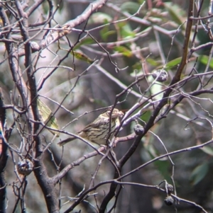 Pyrrholaemus sagittatus at Chiltern, VIC - 25 Sep 2021 11:30 AM