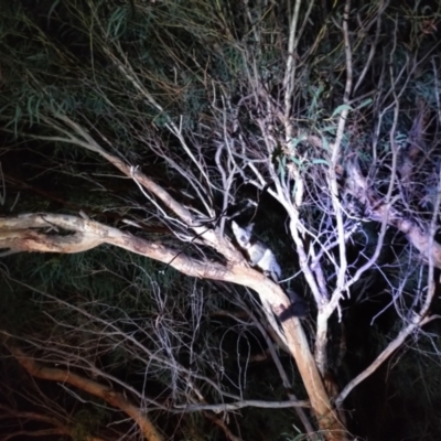 Trichosurus vulpecula (Common Brushtail Possum) at Belconnen, ACT - 28 Sep 2021 by JoeG