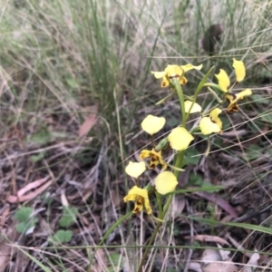 Diuris nigromontana at Belconnen, ACT - 28 Sep 2021