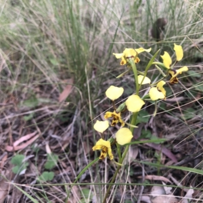 Diuris nigromontana (Black Mountain Leopard Orchid) at Flea Bog Flat to Emu Creek Corridor - 28 Sep 2021 by Dora