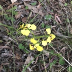 Diuris nigromontana at Belconnen, ACT - 28 Sep 2021